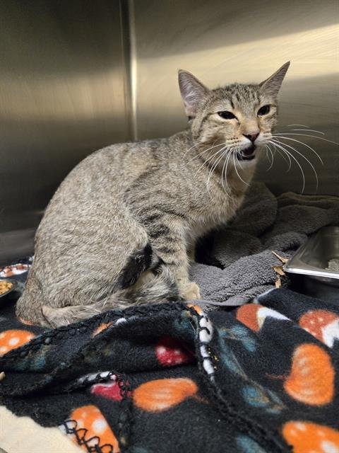 LUCKY CHARM - Domestic Short Hair available for adoption