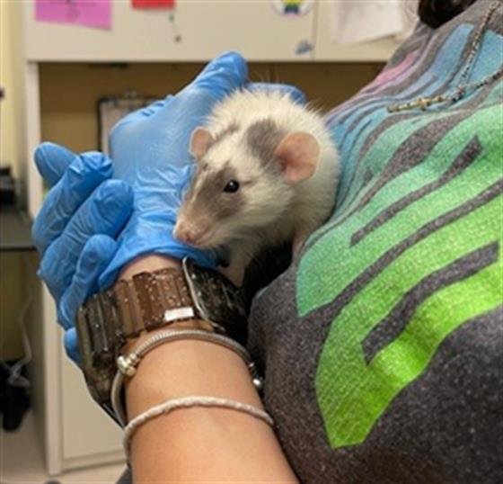 PAD-THAI - Rat available for adoption