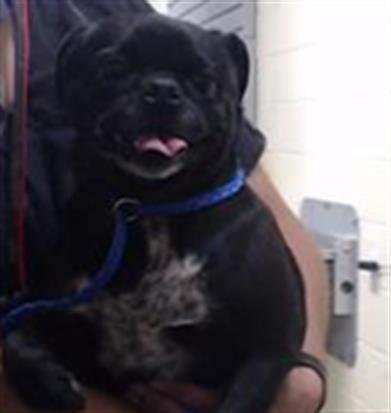 GEORGIA - Pug available for adoption