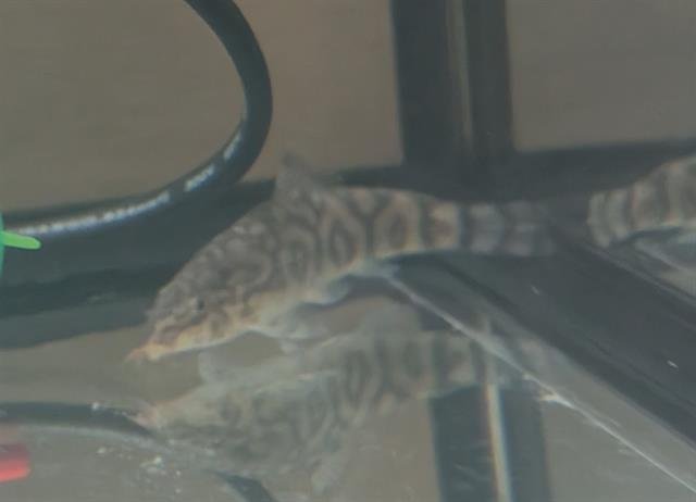 TAPU FINI - Fish available for adoption