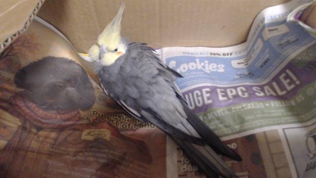 ORVILLE - Cockatiel available for adoption