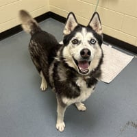 KODIAK - Photo 1