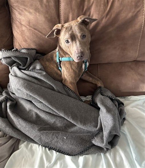 BETA - American Pit Bull Terrier available for adoption