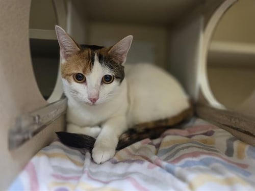 CLEO - Domestic Short Hair for adoption in Denver
