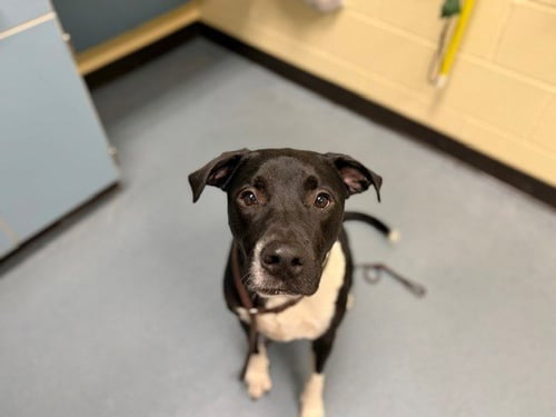 MIKO - Labrador Retriever / American Pit Bull Terrier for adoption in Denver
