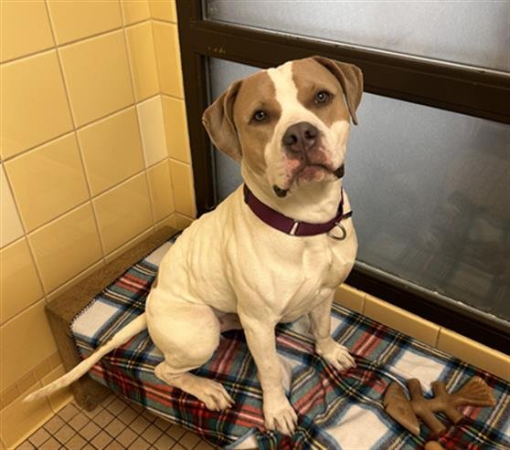 ANTON - American Bulldog available for adoption