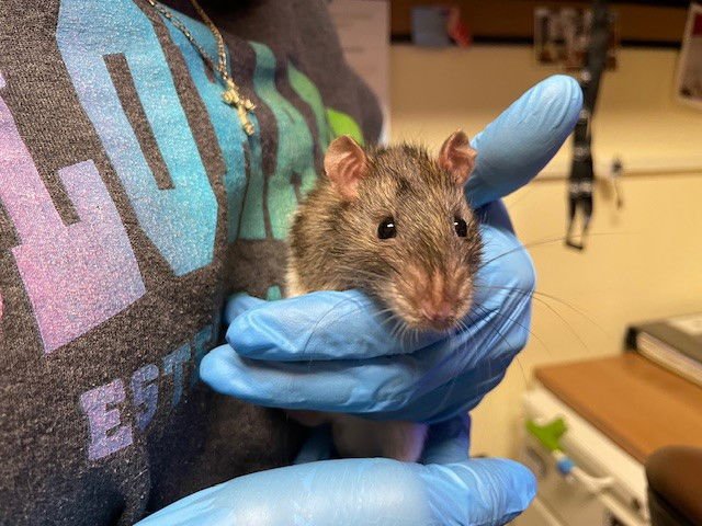 PHO - Rat available for adoption