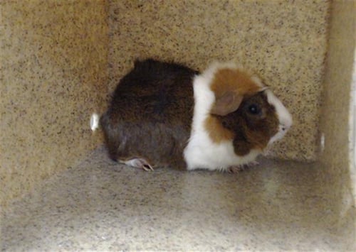BEN - Guinea Pig available for adoption