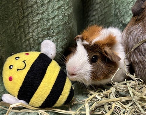 BEN - Guinea Pig available for adoption