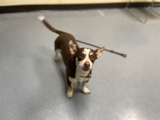ICED COFFEE - Cardigan Welsh Corgi / Chihuahua available for adoption