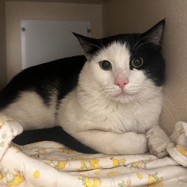 BUGGS - Domestic Short Hair available for adoption