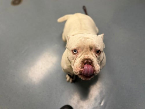 FLOTATO - English Bulldog available for adoption