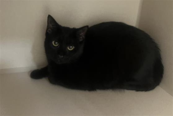 UPS - Domestic Short Hair available for adoption