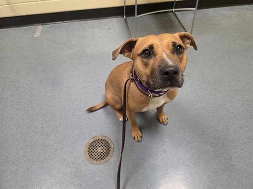 COOKIE - American Pit Bull Terrier / Labrador Retriever available for adoption