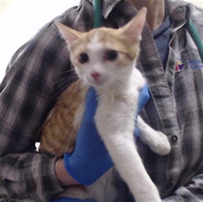 ALICE - Domestic Short Hair available for adoption