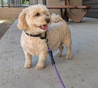 CHARLIE - Photo 1