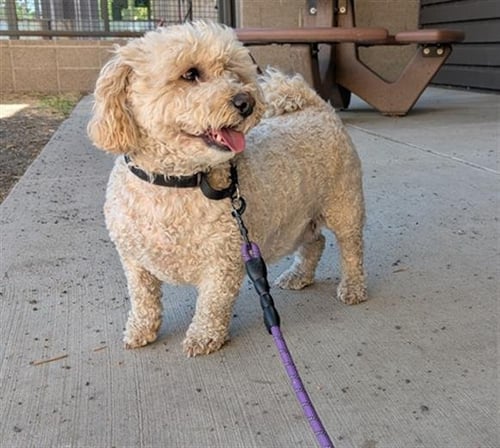 CHARLIE - Bichon Frise / Poodle (Miniature) available for adoption