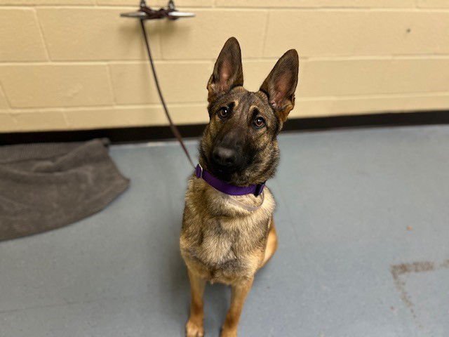 PEARL - German Shepherd Dog available for adoption