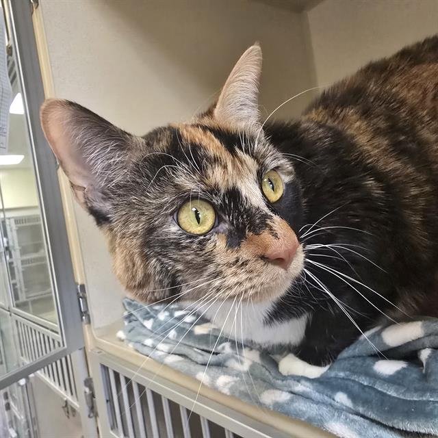 GREEK YOGURT - Domestic Short Hair available for adoption