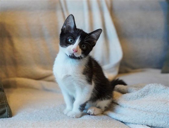 SKUNK - Domestic Short Hair available for adoption