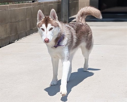 CALYPSO - Siberian Husky available for adoption