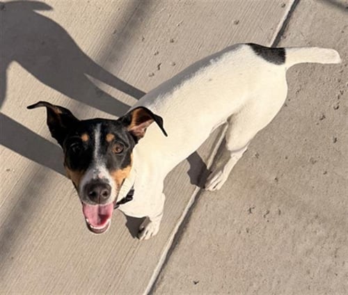KADRA - Toy Fox Terrier available for adoption