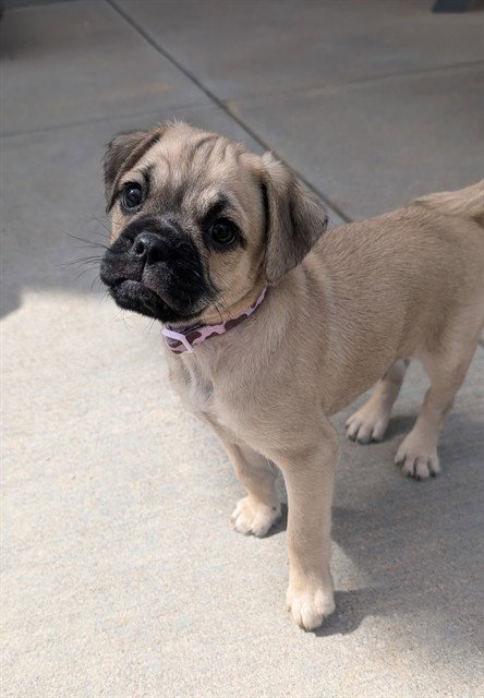 KEVIN JONAS - Pug available for adoption