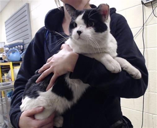 SUSHI - Domestic Short Hair available for adoption