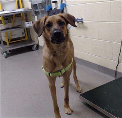 MISTY - German Shepherd Dog available for adoption