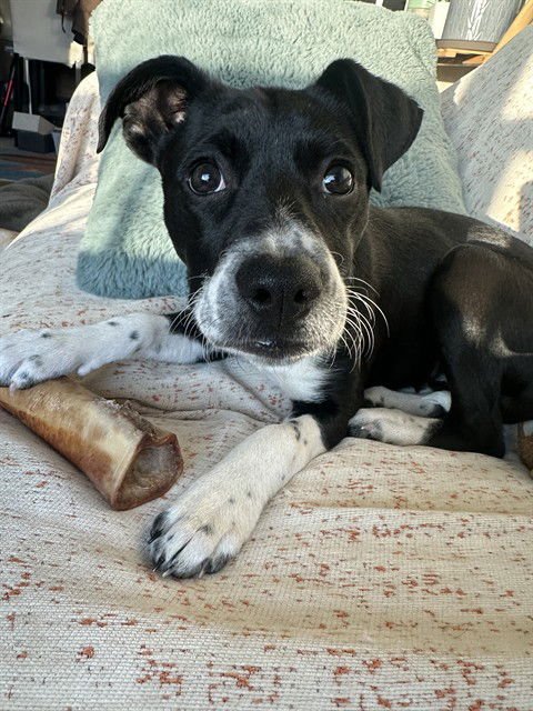 LUCY - Pit Bull Terrier available for adoption