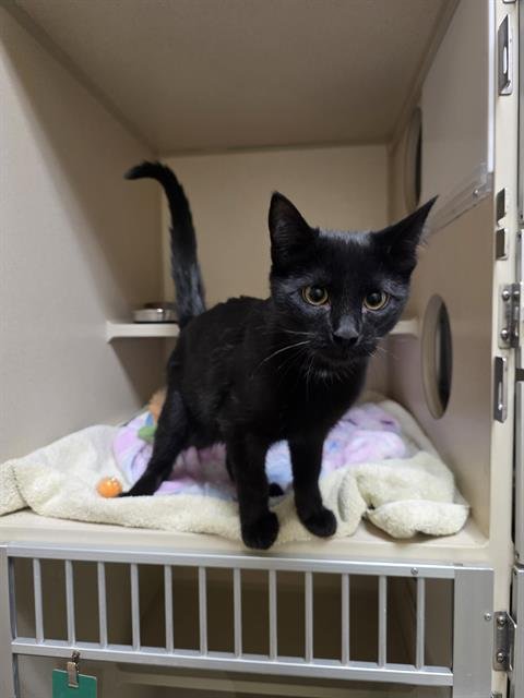 BINX - Domestic Short Hair available for adoption