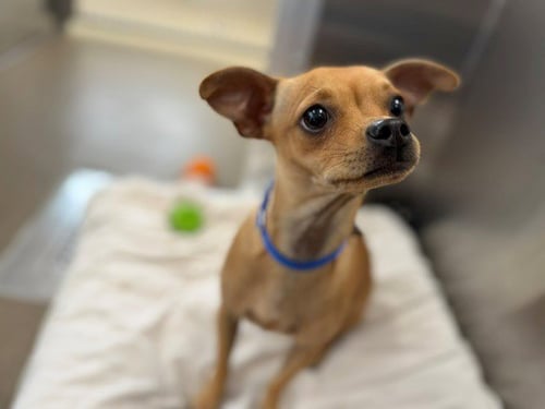 CANELA - Chihuahua available for adoption
