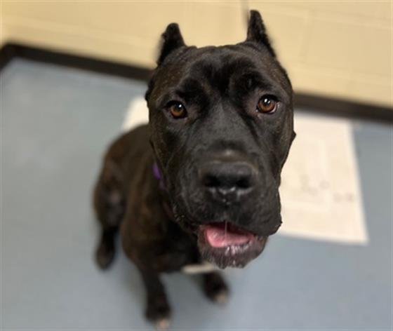 ROSIE - Cane Corso Mastiff available for adoption