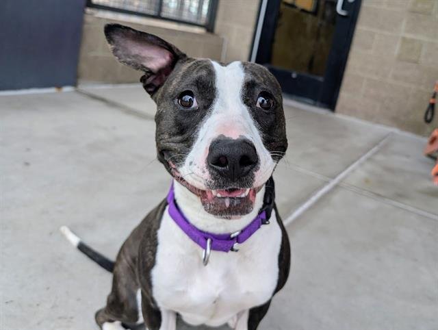 MATCHA LATTE - American Pit Bull Terrier available for adoption