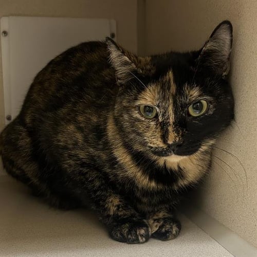 GRACIE - Domestic Short Hair available for adoption