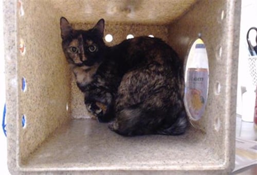 GRACIE - Domestic Short Hair available for adoption