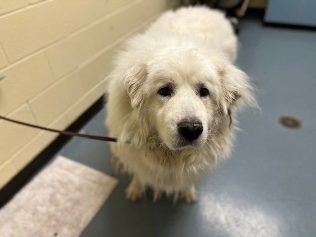 BEOWULF - Great Pyrenees available for adoption