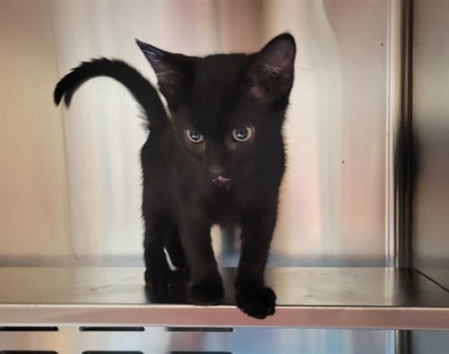 AZULA - Domestic Short Hair available for adoption