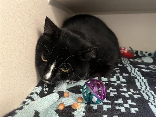 SPATS - Domestic Short Hair for adoption in Denver