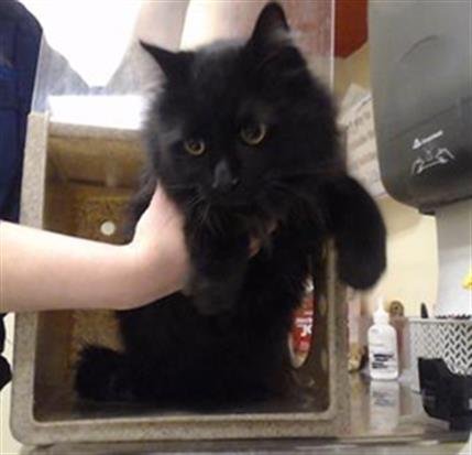 AMADEUS - Domestic Short Hair available for adoption