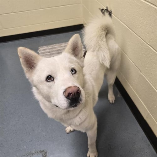 AOL - Siberian Husky available for adoption