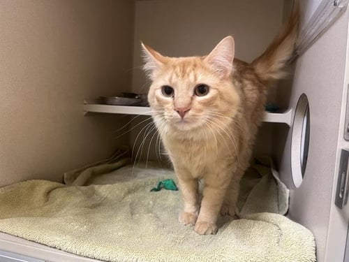 PITA - Domestic Medium Hair available for adoption