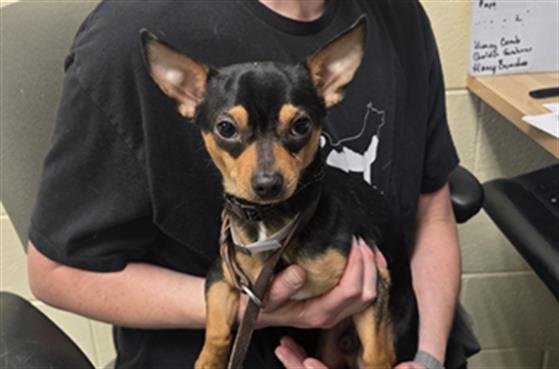 MACKIE - Chihuahua available for adoption