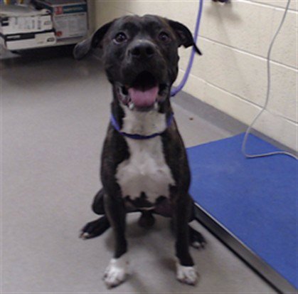 INDO - Pit Bull Terrier available for adoption