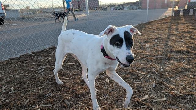 BABY - English Pointer / American Pit Bull Terrier available for adoption