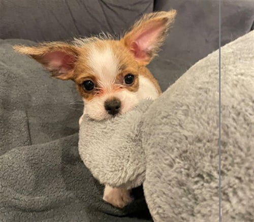 JESSICA - Chihuahua available for adoption