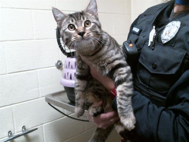 CARLITO - Domestic Short Hair available for adoption