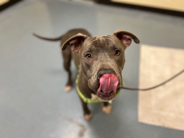 ALYSA LIU - American Pit Bull Terrier available for adoption