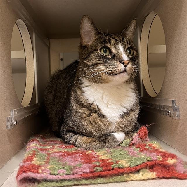 MILO - Domestic Short Hair available for adoption