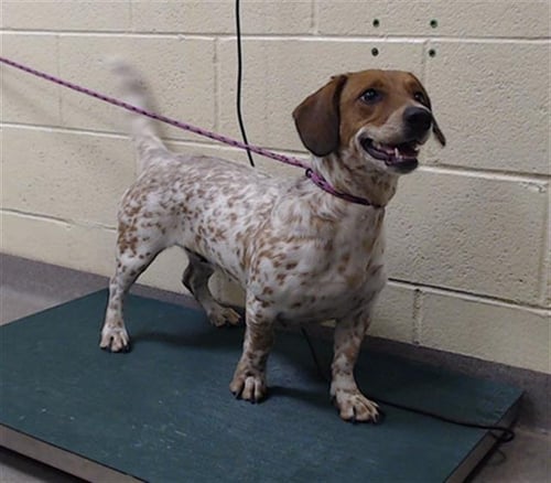 CHLOE - Dachshund / Australian Cattle Dog/Blue Heeler available for adoption
